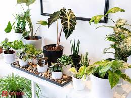 سوالات پرورش دهنده گیاهان آپارتمانی